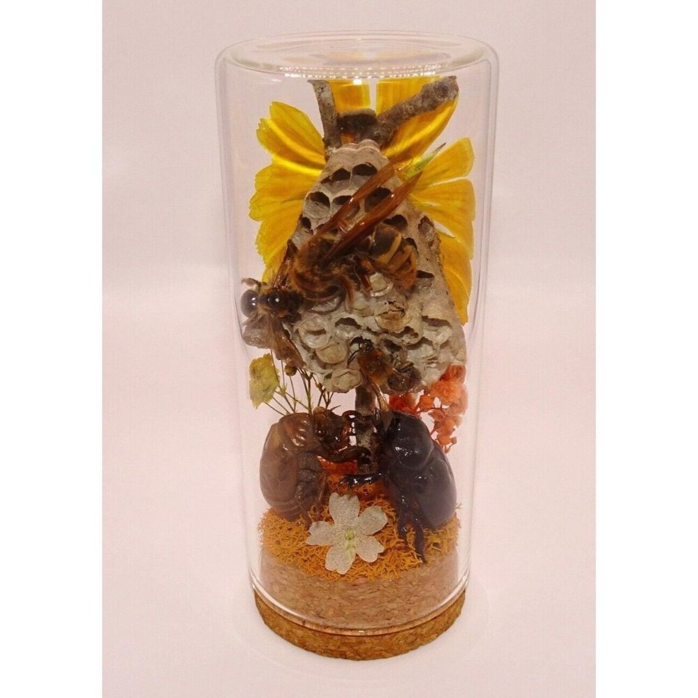 Wasp Nest Hornet Bees Rhinoceros Beetle Cicada Skin Oddity Jar flowers taxidermy